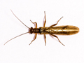 Nemoura cinerea